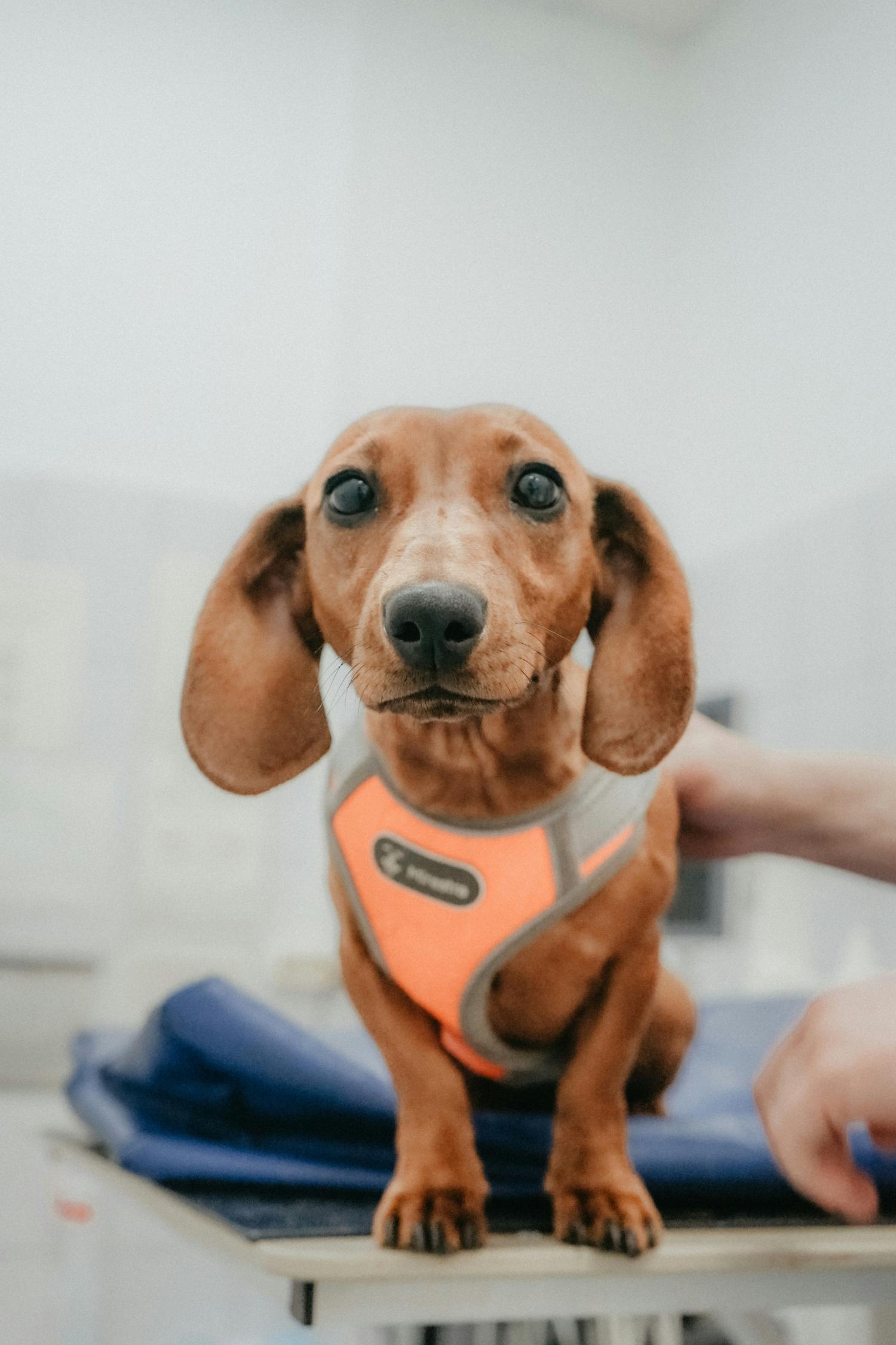 LOVIN PET - Hund schaut liebevoll in die Kamera