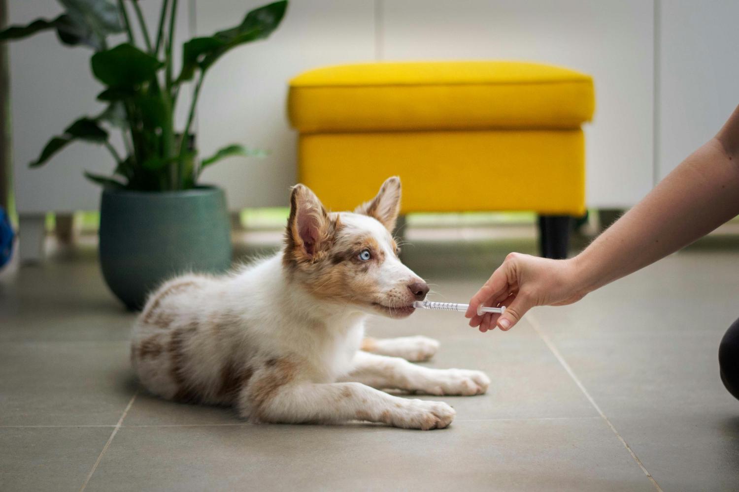 LOVIN PET - Junger Hund bekommt Milch mit einer Spritze