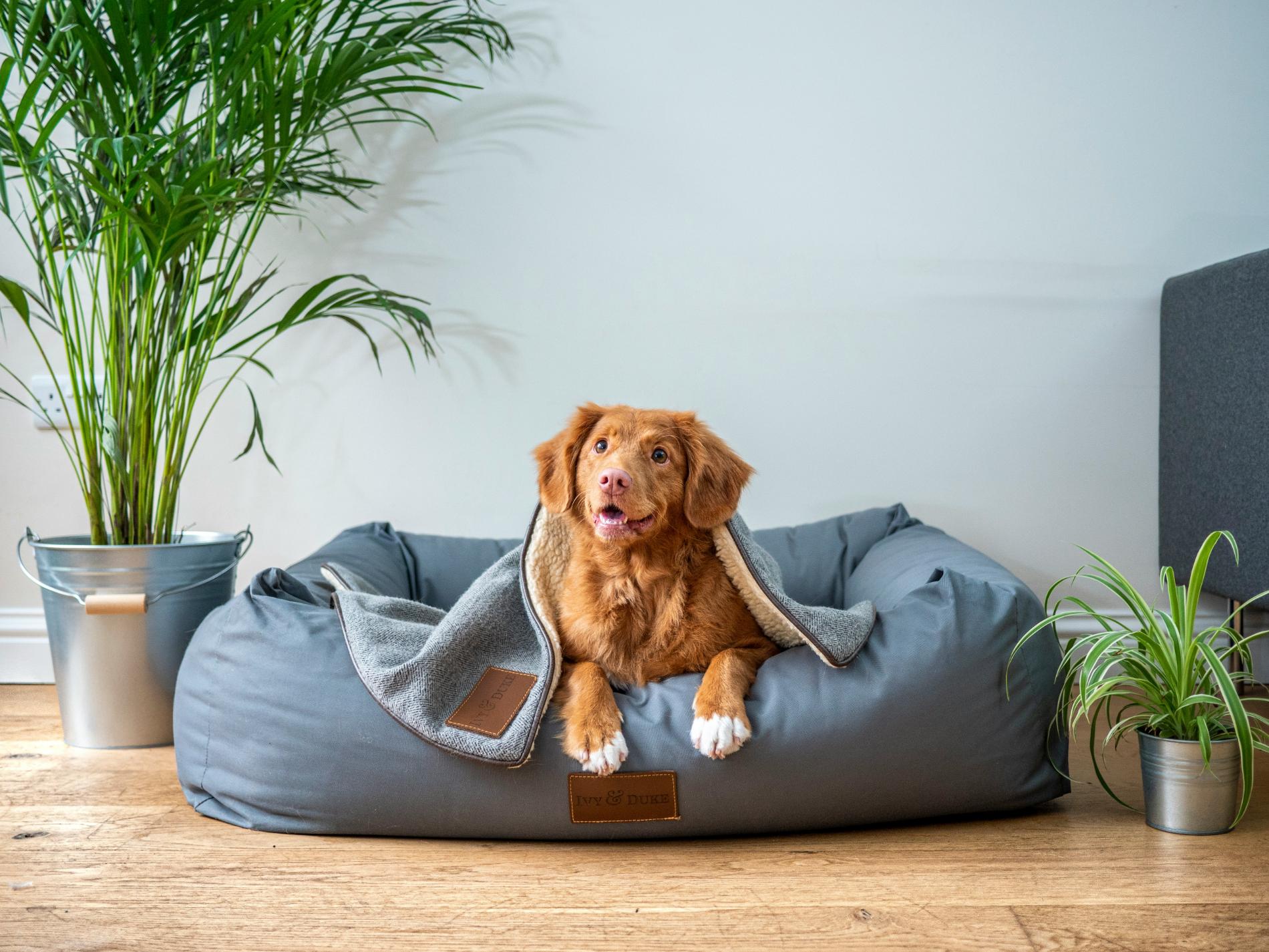 LOVIN PET - Hund schaut aus einem Hundekörbchen