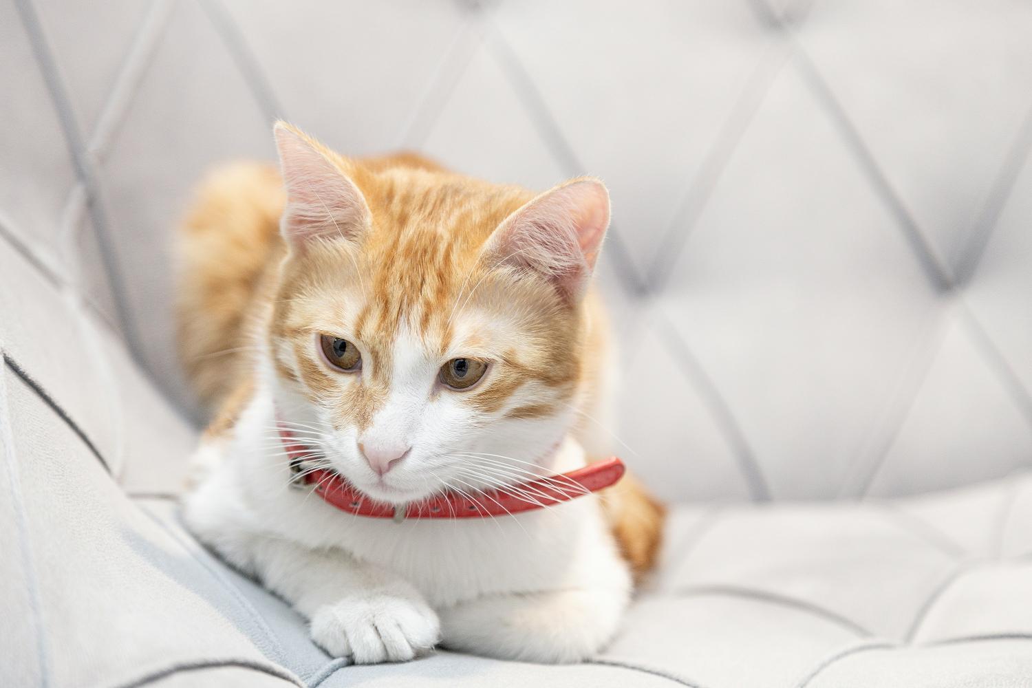 LOVIN PET - Orange-weiße Katze mit rotem Halsband