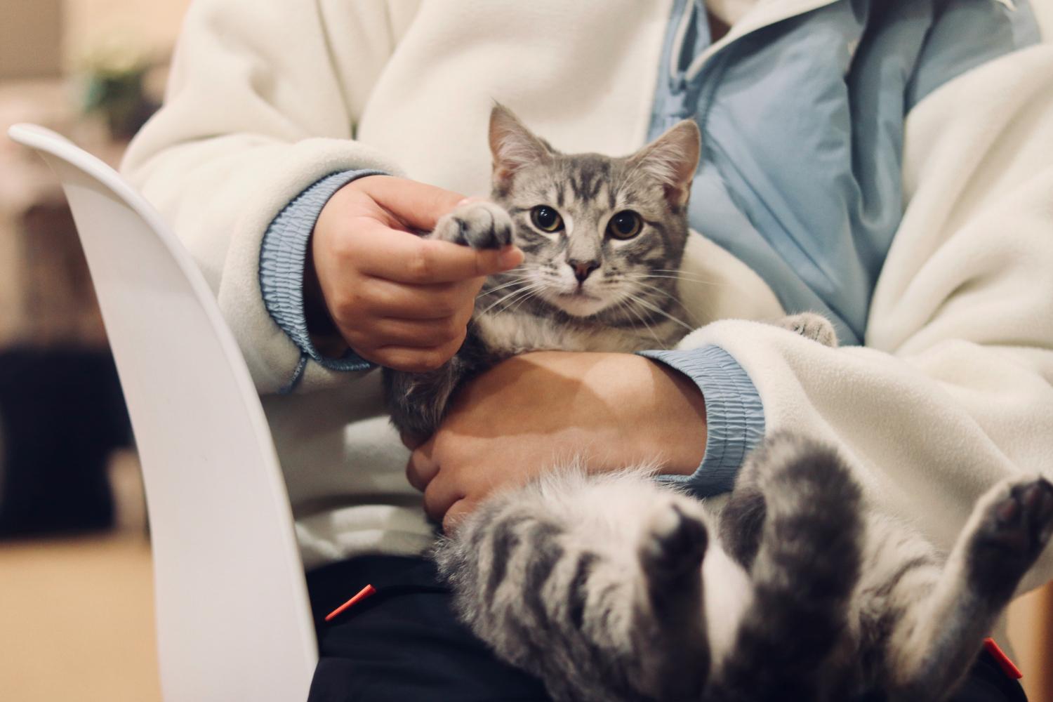 LOVIN PET - Katze auf dem Arm einer Person mit erhobener Pfote